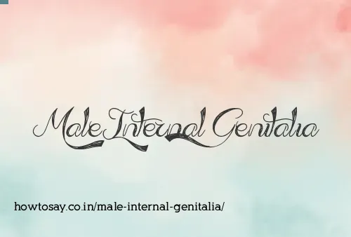 Male Internal Genitalia