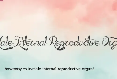 Male Internal Reproductive Organ