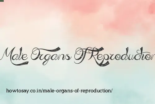 Male Organs Of Reproduction