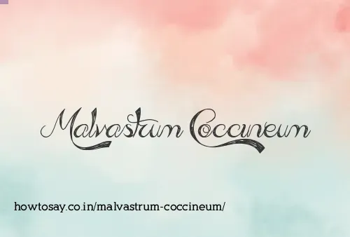Malvastrum Coccineum