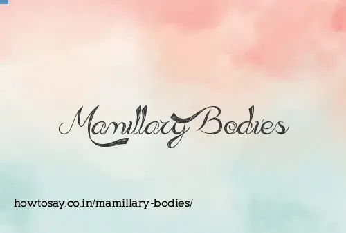 Mamillary Bodies