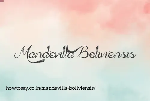 Mandevilla Boliviensis