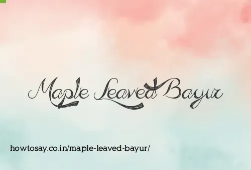 Maple Leaved Bayur