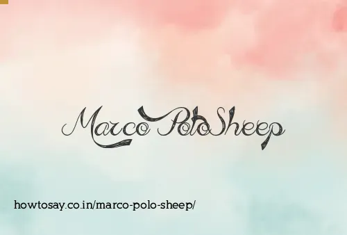 Marco Polo Sheep