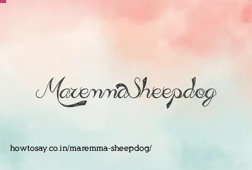 Maremma Sheepdog