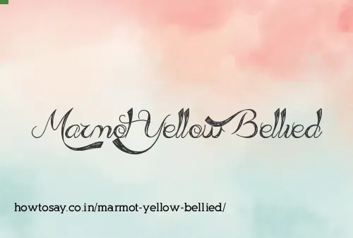 Marmot Yellow Bellied