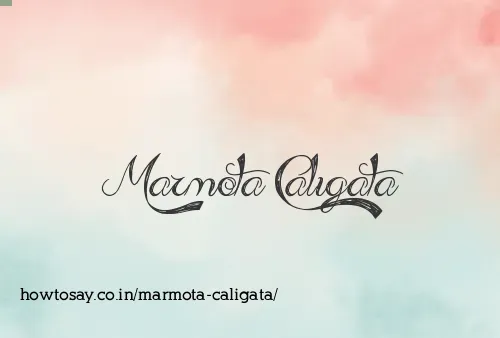 Marmota Caligata