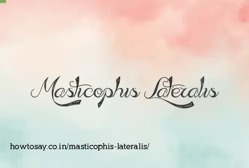 Masticophis Lateralis