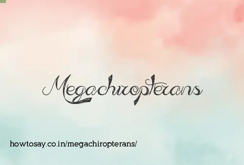 Megachiropterans