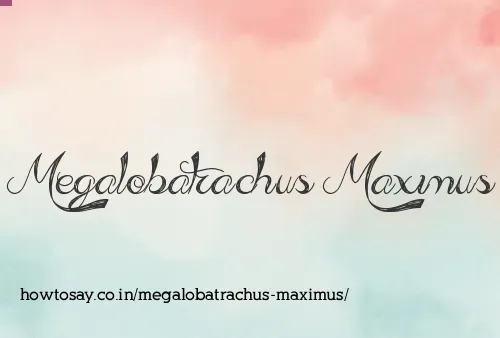 Megalobatrachus Maximus