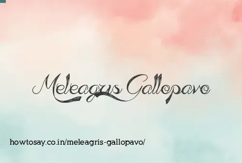 Meleagris Gallopavo
