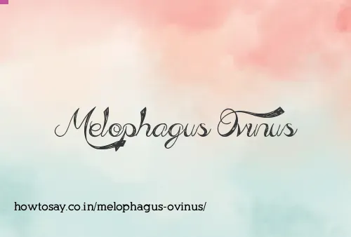Melophagus Ovinus