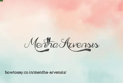 Mentha Arvensis