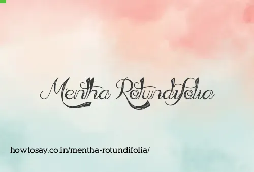 Mentha Rotundifolia