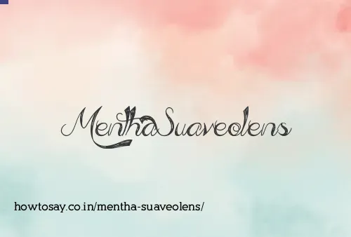 Mentha Suaveolens