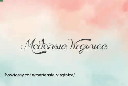 Mertensia Virginica