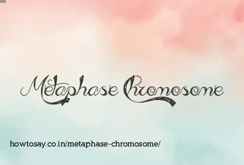 Metaphase Chromosome