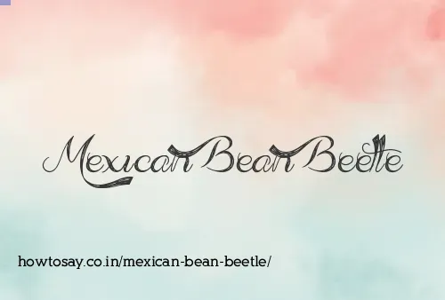 Mexican Bean Beetle