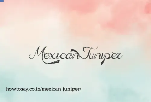 Mexican Juniper
