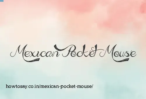 Mexican Pocket Mouse