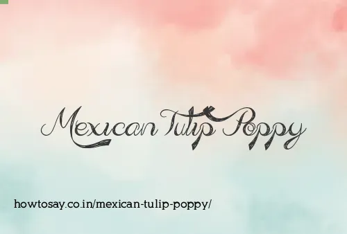 Mexican Tulip Poppy