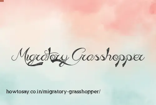 Migratory Grasshopper