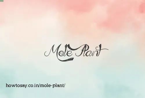 Mole Plant