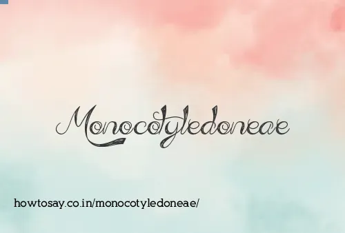 Monocotyledoneae