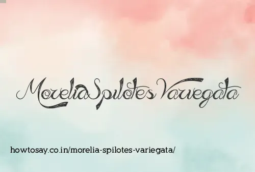 Morelia Spilotes Variegata