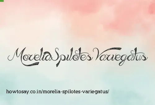 Morelia Spilotes Variegatus