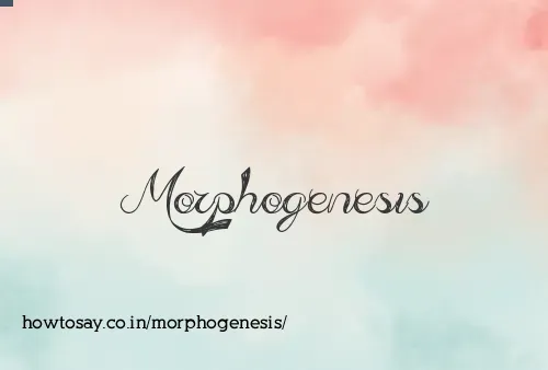 Morphogenesis