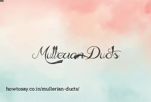 Mullerian Ducts