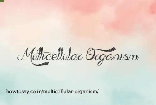 Multicellular Organism