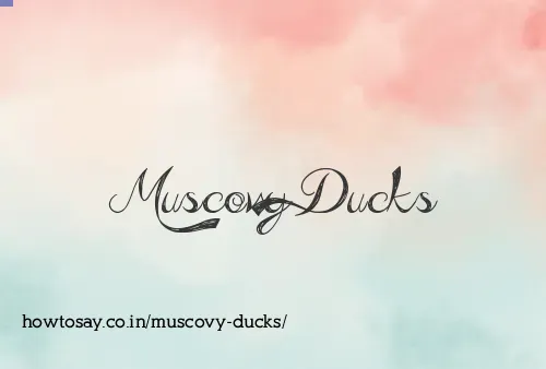 Muscovy Ducks