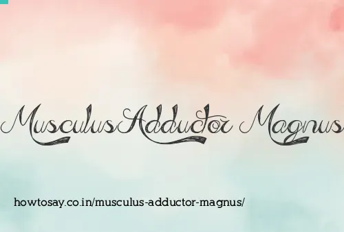 Musculus Adductor Magnus