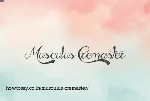 Musculus Cremaster