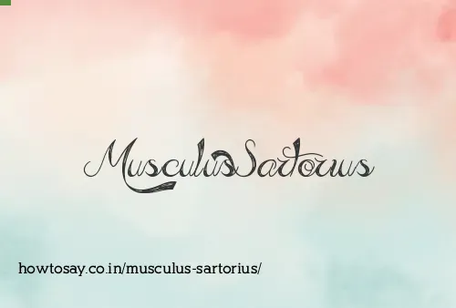 Musculus Sartorius