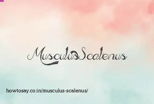 Musculus Scalenus