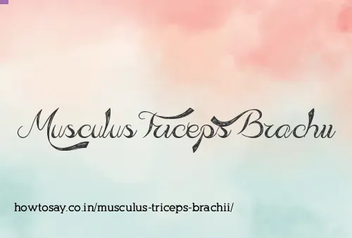 Musculus Triceps Brachii