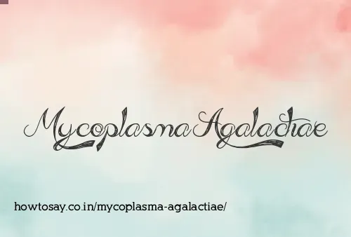 Mycoplasma Agalactiae
