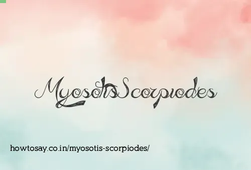 Myosotis Scorpiodes