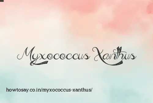 Myxococcus Xanthus