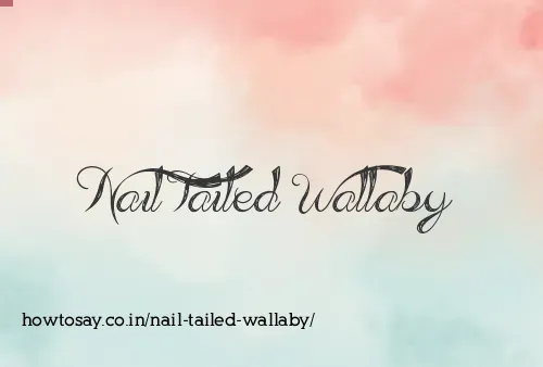 Nail Tailed Wallaby