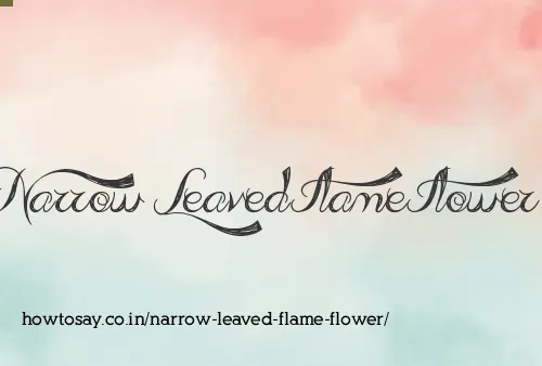 Narrow Leaved Flame Flower