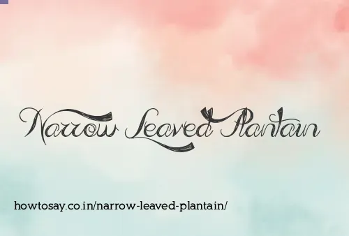 Narrow Leaved Plantain