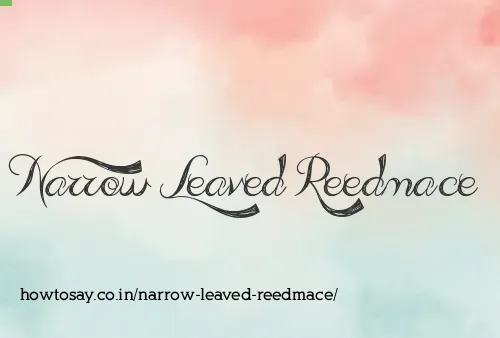 Narrow Leaved Reedmace