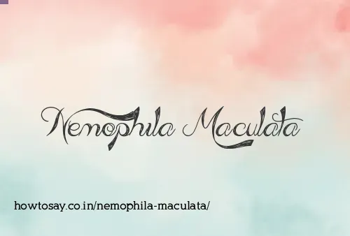 Nemophila Maculata