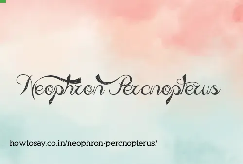 Neophron Percnopterus