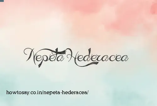 Nepeta Hederacea