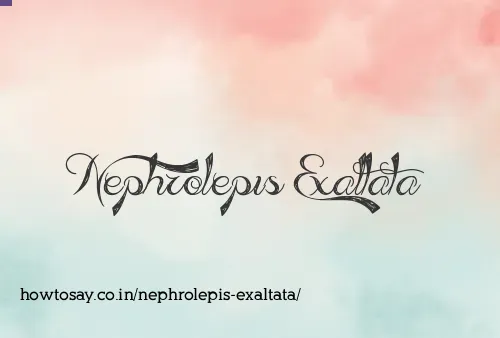 Nephrolepis Exaltata